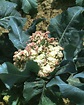 Cauliflower (Brassica oleracea L. var. botrytis)