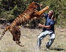 Unbelievable Tiger Attack | Animals attacking humans | Pictures | Pics ...