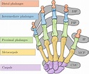 Bones and joints of the human hand. DIP-Distal Interphalangeal joint ...