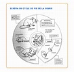 Mag 6 – Schémas de cycles de vie – Sciences en cadence