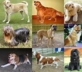 Distintas Razas De Perros - ¿Sabias Que?
