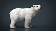 Polar Bear 3D model | CGTrader
