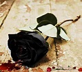 Pin on blood roses / rosas con sangre