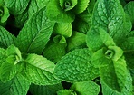 Mint--discover the magic of menthol