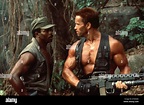 Predator Year: 1987 USA Bill Duke, Arnold Schwarzenegger Director: John ...