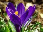 Krokus Frühling Lenz · Kostenloses Foto auf Pixabay
