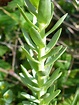 Photographs of Euphorbia Paralias, UK Wildflowers; Succulent leaves