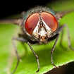 Why do Flies have Compound Eyes? – Pitara Kids Network