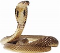 Anaconda PNG Transparent Images - PNG All