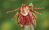 Rocky mountain spotted fever - iqhac