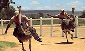 The Bizarre Sport of Ostrich Riding & Exotic Racing on Ostriches