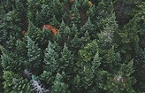 Perennifolio | Qué es, definición, ejemplos, especies | Bosques, árboles