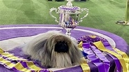 Best in show at the 2021 Westminster Kennel Club Dog Show goes to ...