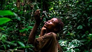 Los ecologistas de WWF acusados de ‘colonialismo verde’ hacia los ...