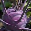 Buy Knol Khol Seeds (F1 Hybrid Purple) online at plantsguru.com