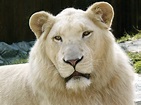 File:White Lion.jpg - Wikipedia