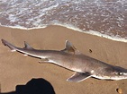 Large sand shark washes up on New Dorp Beach - silive.com