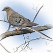 About the Passenger Pigeon | Revive & Restore