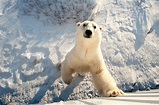 Polar Bear Photography Flourishes in Churchill - Churchill Polar Bears
