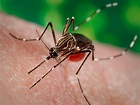 ¿Cómo identificar al mosquito que trasmite el dengue del resto de las ...