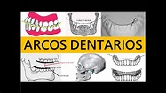 "LOS ARCOS DENTARIOS, LAS CURVAS" por el Dr. Aníbal Alonso - YouTube