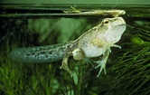 Frog tadpole breathing air at pond surface - Stock Image - Z700/0259 ...