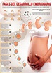 Infografia Desarrollo embrionario | Etapas de gestacion, Desarrollo del ...