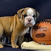 Yale's mascot, Handsome Dan XVIII, is an adorable bulldog puppy : r/CFB