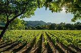 Holidays in California Wine Country | Trailfinders