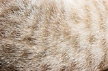 Close-up of cat fur for texture or background 1948504 Stock Photo at ...