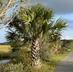 Using Georgia Native Plants: Native Palms of Georgia
