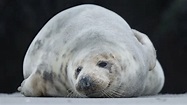 See some sleepy seals in this week's best animal pictures - TODAY.com