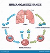 Proceso De Intercambio De Gas Humano Con Diagrama De Esquema De ...