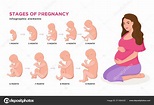 Pregnant woman and embryonic development month by month cycle from 1 to ...