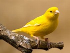 Yellow Canary Facts, Pet Care, Behavior, Diet, Price, Pictures ...