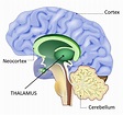 Thalamus - Neuromedia