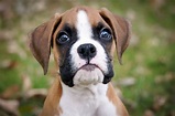 Boxer : caractère, santé, entretien, éducation et conseils - Race de chien