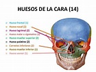 Huesos de la Cara: Funciones y Descripción | Huesos de la cara ...