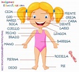 Partes del cuerpo en Castellano (2) – Imagenes Educativas