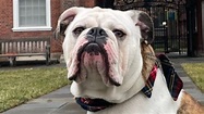 The Long History Of Yale's Mascot, Handsome Dan, Explained