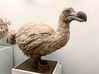When Did The Dodo Bird Go Extinct? (Everything Explained) | Birdfact