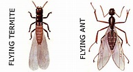 flying-termite-vs-flying-ant - Pacific Coast Termite