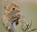 Field Mouse | Close up of a Field mouse using Nikon D300 and… | Flickr