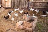 Barnyard animals stock image. Image of dirt, farm, land - 58358341