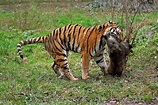 理论上，东北虎吃黑熊，比东北虎跟棕熊打架还罕见_百科TA说