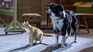 Cats & Dogs 3 - Pfoten vereint! (2020) | Film, Trailer, Kritik