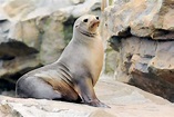 León Marino Japonés » Características, Alimentación, Hábitat ...