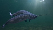 Meet the narwhal, the long-toothed whale that inspired worldwide ...