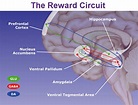 nucleus accumbens dopamine - reward circuit Psychology Programs ...