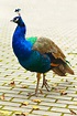 Peacock Bird Free Stock Photo - Public Domain Pictures